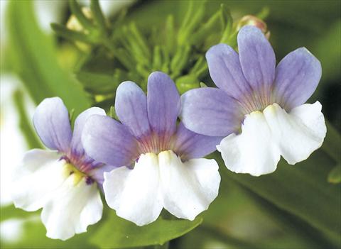 Foto de variedad de flores para ser usadas como: Tarrina de colgar / Maceta Nemesia Giggles Caresse