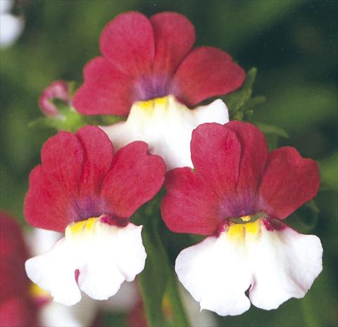 Foto de variedad de flores para ser usadas como: Tarrina de colgar / Maceta Nemesia Giggles Charm
