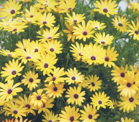 Foto de variedad de flores para ser usadas como: Maceta y planta de temporada Osteospermum Summerdaisies Alexander