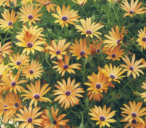 Foto de variedad de flores para ser usadas como: Maceta y planta de temporada Osteospermum Summerdaisies Maxima