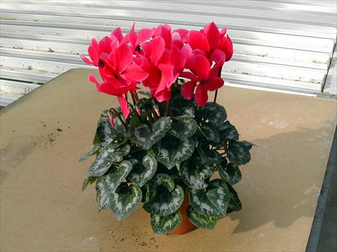 Foto de variedad de flores para ser usadas como: Maceta y planta de temporada Cyclamen persicum Rainier Rose