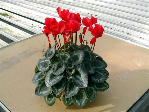 Foto de variedad de flores para ser usadas como: Maceta y planta de temporada Cyclamen persicum Rainier Scarlet