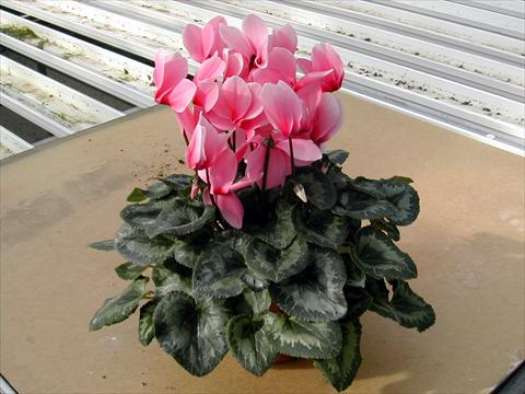 Foto de variedad de flores para ser usadas como: Maceta y planta de temporada Cyclamen persicum Rainier Light Pink With Eye