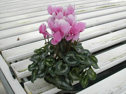 Foto de variedad de flores para ser usadas como: Maceta y planta de temporada Cyclamen persicum Rainier Lilac