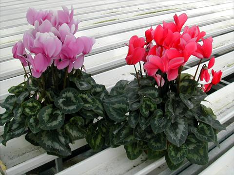 Foto de variedad de flores para ser usadas como: Maceta y planta de temporada Cyclamen persicum Rainier Lilac & Salmon