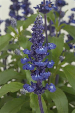 Foto de variedad de flores para ser usadas como: Maceta o Tarrina de colgar Salvia farinacea Sallyfun Blue