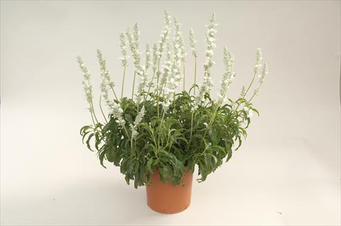 Foto de variedad de flores para ser usadas como: Maceta o Tarrina de colgar Salvia farinacea Sallyfun White