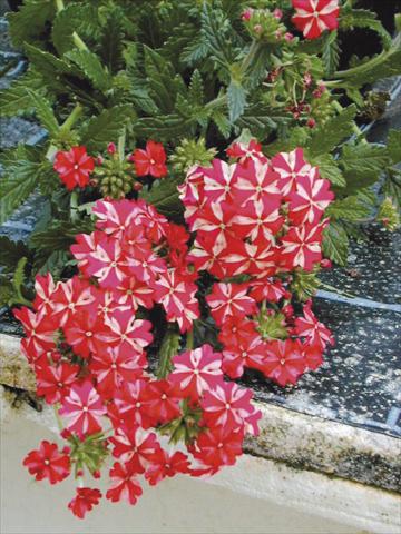 Foto de variedad de flores para ser usadas como: Tarrina de colgar / Maceta Verbena tenera Liga® Atletico