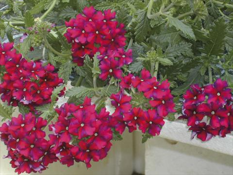 Foto de variedad de flores para ser usadas como: Maceta o cesta de trasplante Verbena Liga® Barça