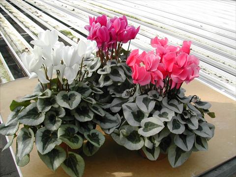 Foto de variedad de flores para ser usadas como: Maceta y planta de temporada Cyclamen persicum mini Winter Ice White