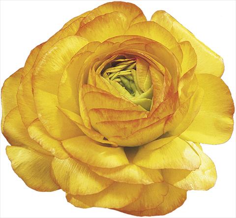 Foto de variedad de flores para ser usadas como: Flor cortada Ranunculus asiaticus Success® Auriga