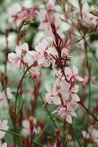 Foto de variedad de flores para ser usadas como: Planta de temporada / borde del macizo Gaura lindheimeri Ballerina Blush