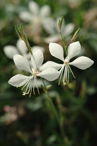 Foto de variedad de flores para ser usadas como: Planta de temporada / borde del macizo Gaura lindheimeri Ballerina Compact White