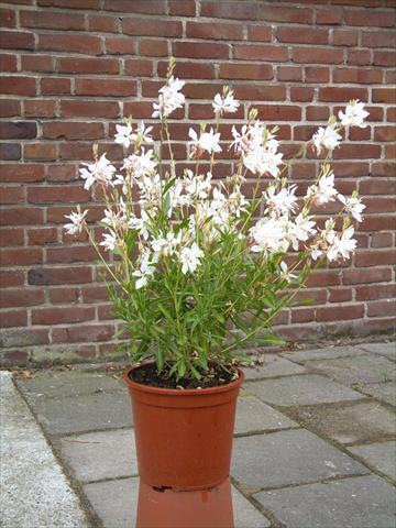 Foto de variedad de flores para ser usadas como: Planta de temporada / borde del macizo Gaura lindheimeri Ballerina White Dove