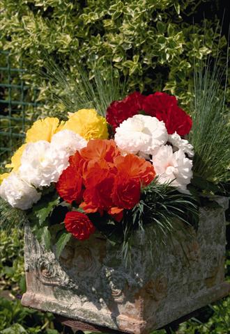 Foto de variedad de flores para ser usadas como: Maceta y planta de temporada Begonia tuberhybrida Primary® Mix