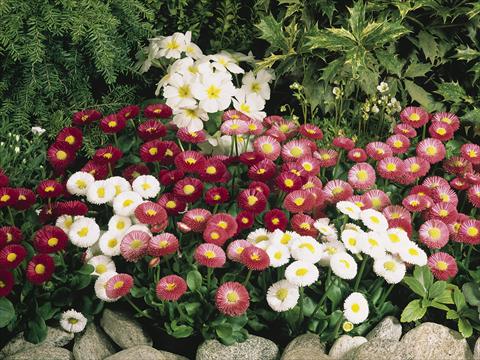 Foto de variedad de flores para ser usadas como: Maceta o cesta de trasplante Bellis perennis Speedstar Mix