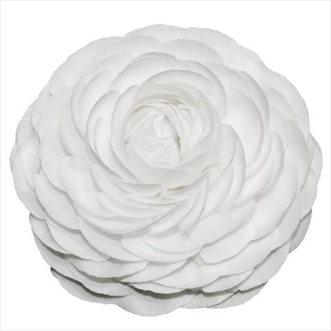 Foto de variedad de flores para ser usadas como: Flor cortada Ranunculus asiaticus Elegance® Bianco 01-04