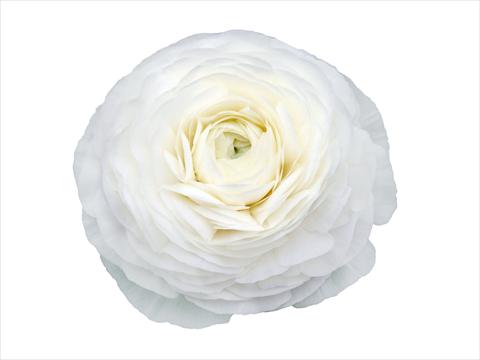 Foto de variedad de flores para ser usadas como: Flor cortada Ranunculus asiaticus Elegance® Bianco 28-99