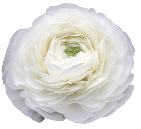 Foto de variedad de flores para ser usadas como: Flor cortada Ranunculus asiaticus Elegance® Bianco 59-99