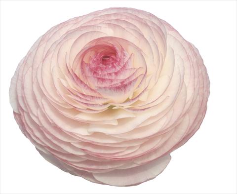 Foto de variedad de flores para ser usadas como: Flor cortada Ranunculus asiaticus Elegance® Bianco Sfumato