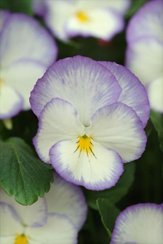 Foto de variedad de flores para ser usadas como: Planta de temporada / borde del macizo Viola cornuta Blue Moon
