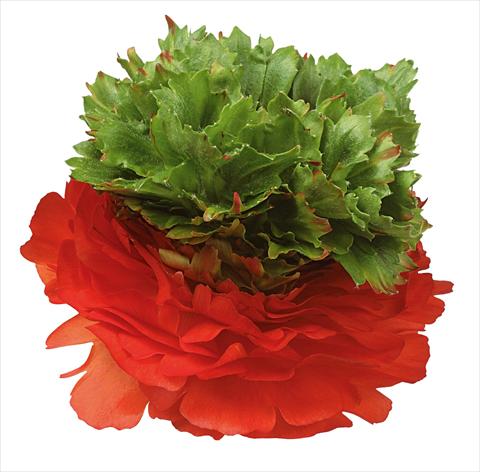 Foto de variedad de flores para ser usadas como: Flor cortada Ranunculus asiaticus Success® Camporosso