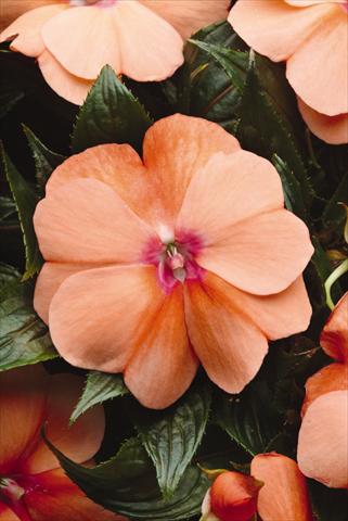 Foto de variedad de flores para ser usadas como: Maceta, planta de temporada, patio Impatiens N. Guinea Celebration Apricot