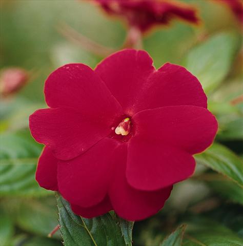 Foto de variedad de flores para ser usadas como: Maceta, planta de temporada, patio Impatiens N. Guinea Celebration Cherry Red