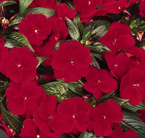 Foto de variedad de flores para ser usadas como: Maceta, planta de temporada, patio Impatiens N. Guinea Celebration Deep Red