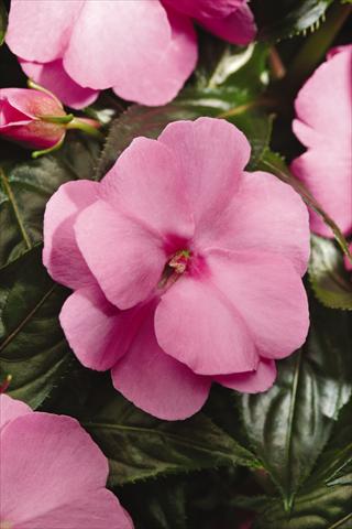 Foto de variedad de flores para ser usadas como: Maceta, planta de temporada, patio Impatiens N. Guinea Celebration Pink Imp