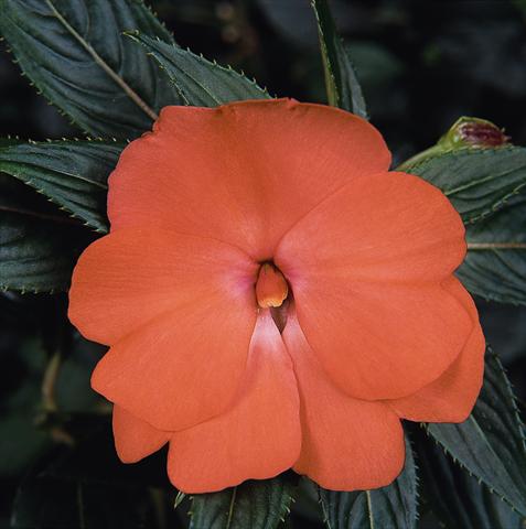 Foto de variedad de flores para ser usadas como: Maceta, planta de temporada, patio Impatiens N. Guinea Celebration Tropical Peach