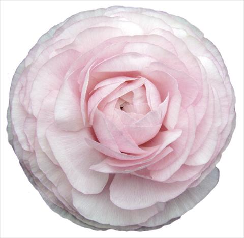 Foto de variedad de flores para ser usadas como: Flor cortada Ranunculus asiaticus Elegance® Clair Matin