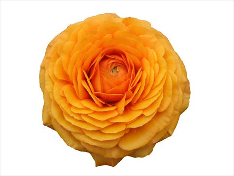 Foto de variedad de flores para ser usadas como: Flor cortada Ranunculus asiaticus Elegance® Clementine 131
