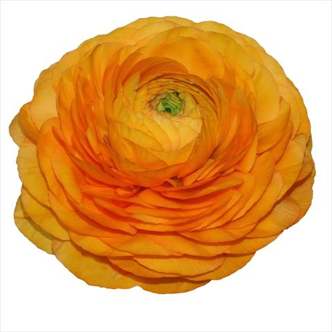 Foto de variedad de flores para ser usadas como: Flor cortada Ranunculus asiaticus Elegance® Clementine 04-M