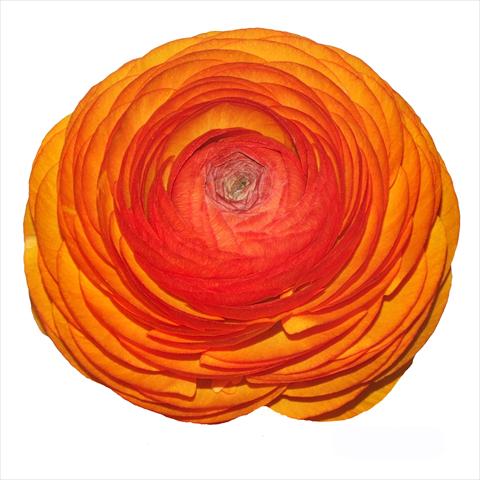 Foto de variedad de flores para ser usadas como: Flor cortada Ranunculus asiaticus Elegance® Clementine 115