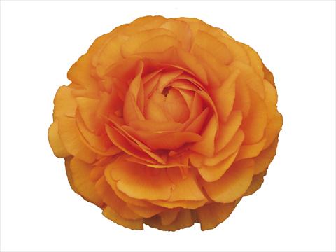Foto de variedad de flores para ser usadas como: Flor cortada Ranunculus asiaticus Elegance® Clementine 72-02