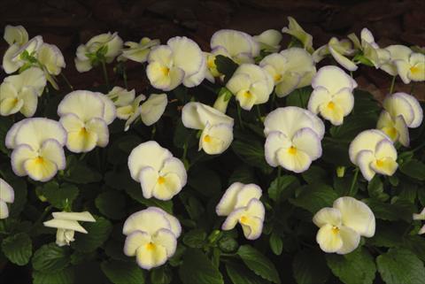 Foto de variedad de flores para ser usadas como: Maceta, planta de temporada, patio Viola hybrida Etain