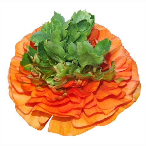 Foto de variedad de flores para ser usadas como: Flor cortada Ranunculus asiaticus Elegance® Festival® Arancio