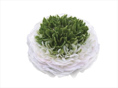 Foto de variedad de flores para ser usadas como: Flor cortada Ranunculus asiaticus Elegance® Festival® Bianco