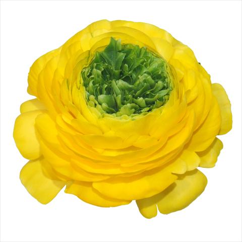 Foto de variedad de flores para ser usadas como: Flor cortada Ranunculus asiaticus Elegance® Festival® Giallo centro verde