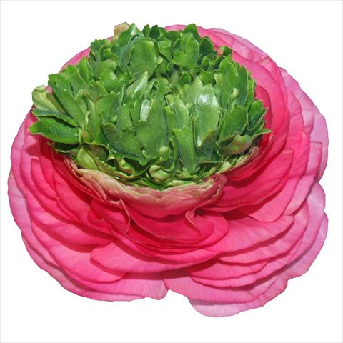 Foto de variedad de flores para ser usadas como: Flor cortada Ranunculus asiaticus Elegance® Festival® Rosa Scuro