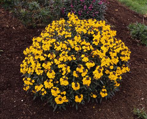 Foto de variedad de flores para ser usadas como: Planta de temporada / borde del macizo Erysimum Fragrant Sunshine