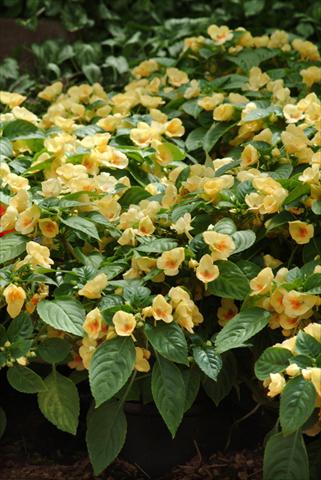 Foto de variedad de flores para ser usadas como: Maceta, planta de temporada, patio Impatiens exotic Fusion Glow Improved