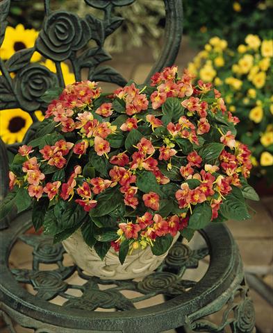 Foto de variedad de flores para ser usadas como: Maceta, planta de temporada, patio Impatiens exotic Fusion Heat