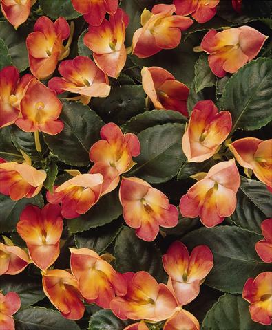 Foto de variedad de flores para ser usadas como: Maceta, planta de temporada, patio Impatiens exotic Fusion Infrared Exotic Impatiens