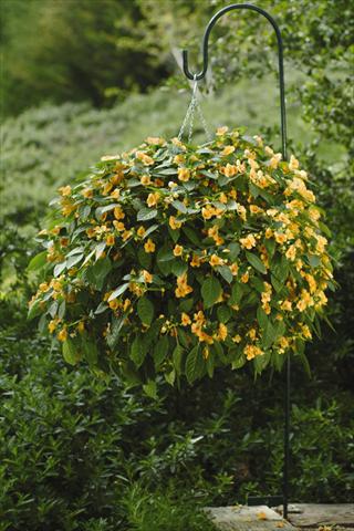 Foto de variedad de flores para ser usadas como: Maceta, planta de temporada, patio Impatiens exotic Fusion Radiance