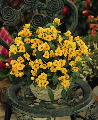 Foto de variedad de flores para ser usadas como: Maceta, planta de temporada, patio Impatiens exotic Fusion Sunset