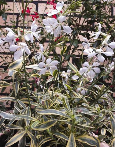 Foto de variedad de flores para ser usadas como: Planta de temporada / borde del macizo Gaura lindheimeri Corries Gold