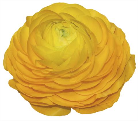 photo of flower to be used as: Cutflower Ranunculus asiaticus Elegance® Giallo 3-06