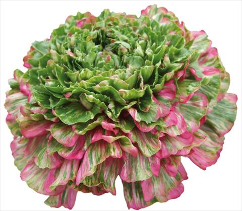 Foto de variedad de flores para ser usadas como: Flor cortada Ranunculus asiaticus Success® Grimaldi